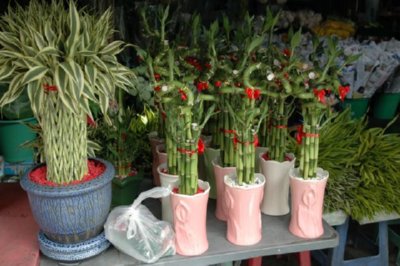 COMERCIO - PLANTAS DECORATIVAS